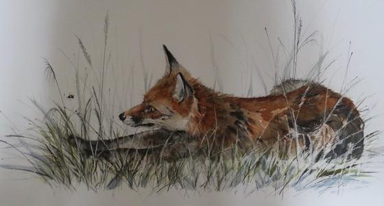 Fox Stretching in Meadow