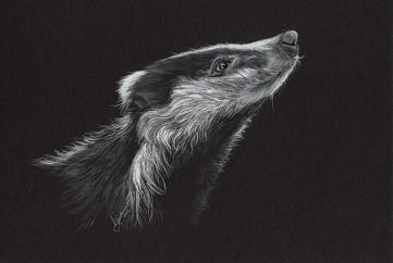 Badger