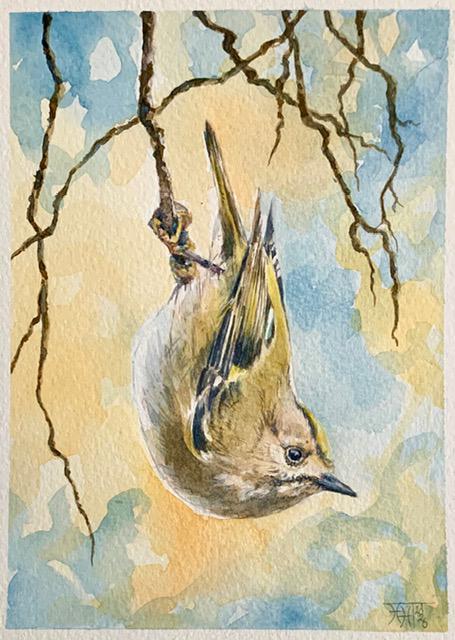 A Brief Stillness - Goldcrest in January