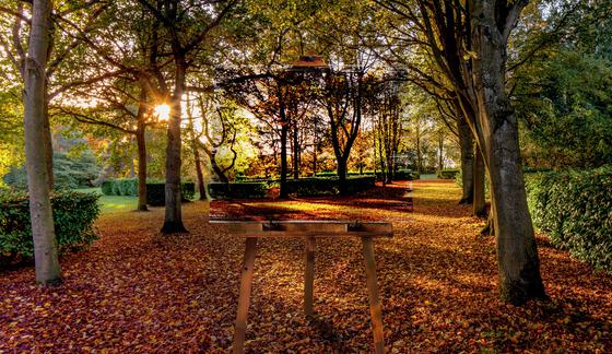Autumn at the Tree Cathedral