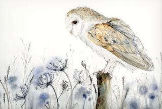 Ted the Barn Owl