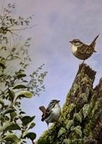 Wrens