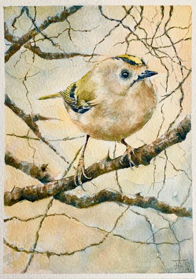 A Moment's Work - Goldcrest at Work