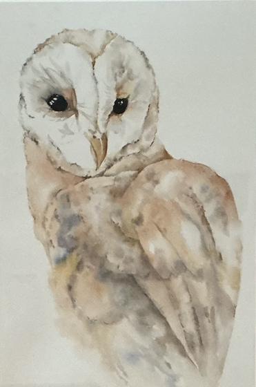 Barn Owl