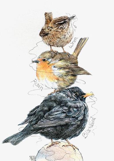 Three Little Birds - Blackbird, Robin and Wren