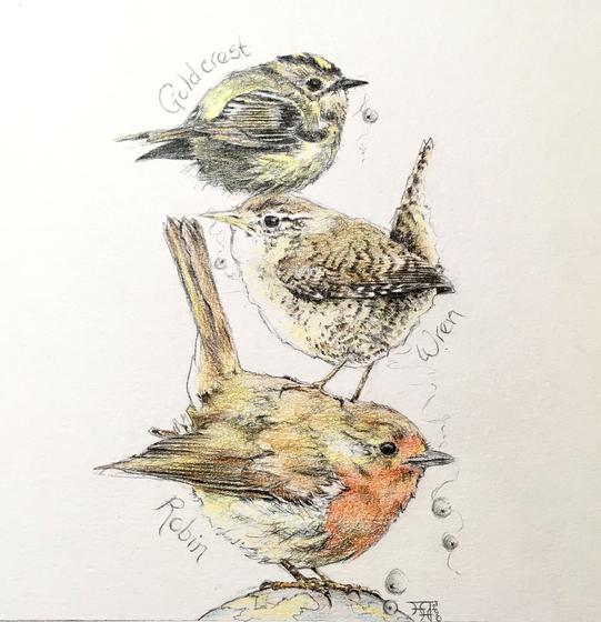 Three Little Birds - Robin, Wren and Goldcrest